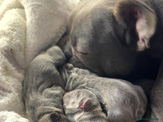 French Bulldog dogs French bulldog puppies - Advert 1