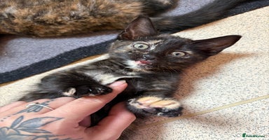 Mixed Breed cats - Advert 4
