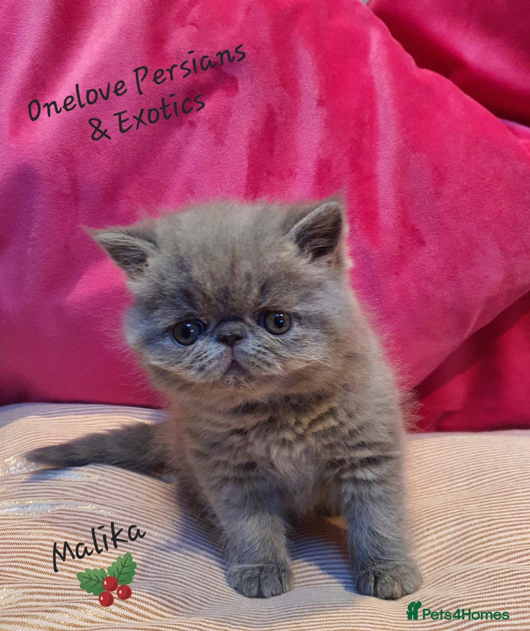 Exotic cats for sale: GCCF Gorgeous blue/cream Exotic female  - Advert 4