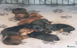 Miniature Dachshund dogs for sale: Minature dashshunds 2 boys 2 girls left - Image 9