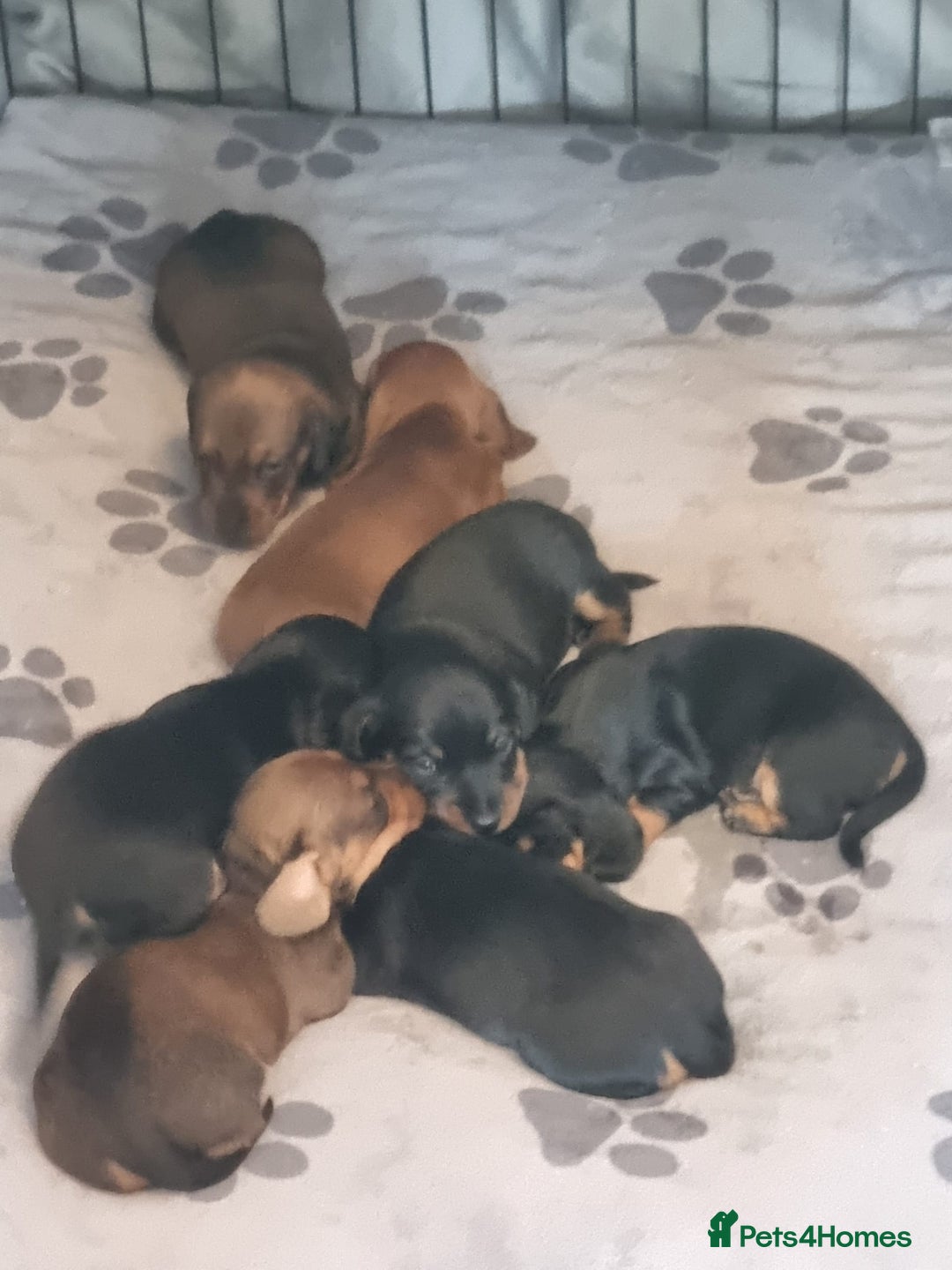 Miniature Dachshund dogs for sale: Minature dashshunds 2 boys 2 girls left - Image 9