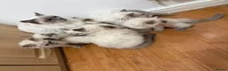Ragdoll cats for sale: 8 ragdoll in Liverpool - Advert 1
