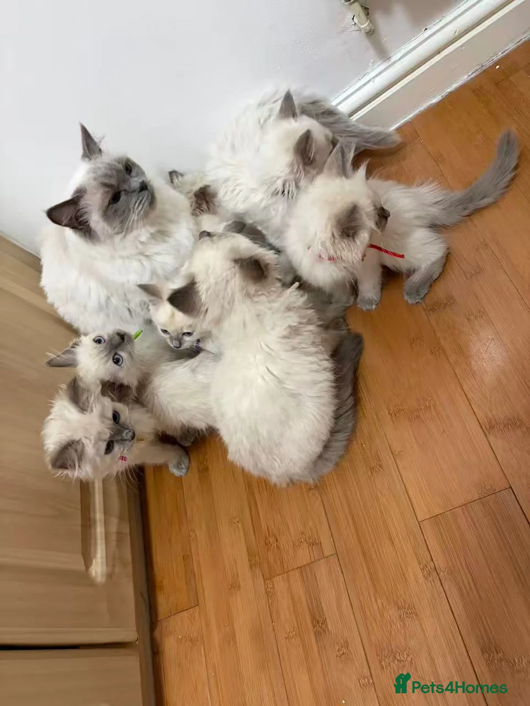 Ragdoll cats for sale: 8 ragdoll in Liverpool - Advert 1