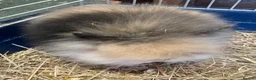 Lionhead rabbits for sale: Rare Tri Coloured Double Main Lionhead Bunny  - Advert 4
