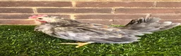 Chickens poultry for sale: Serama Cockerels  - Advert 3
