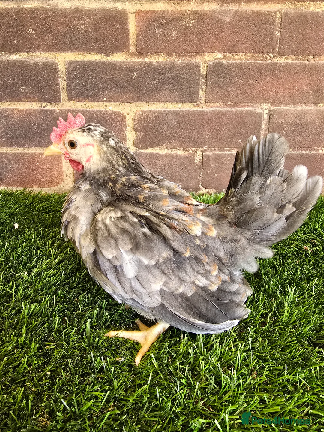 Chickens poultry for sale: Serama Cockerels  - Advert 3