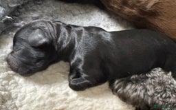 Cockapoo dogs for sale: 🐾Beautiful F2 Cockapoo puppies 🐾 - Image 7