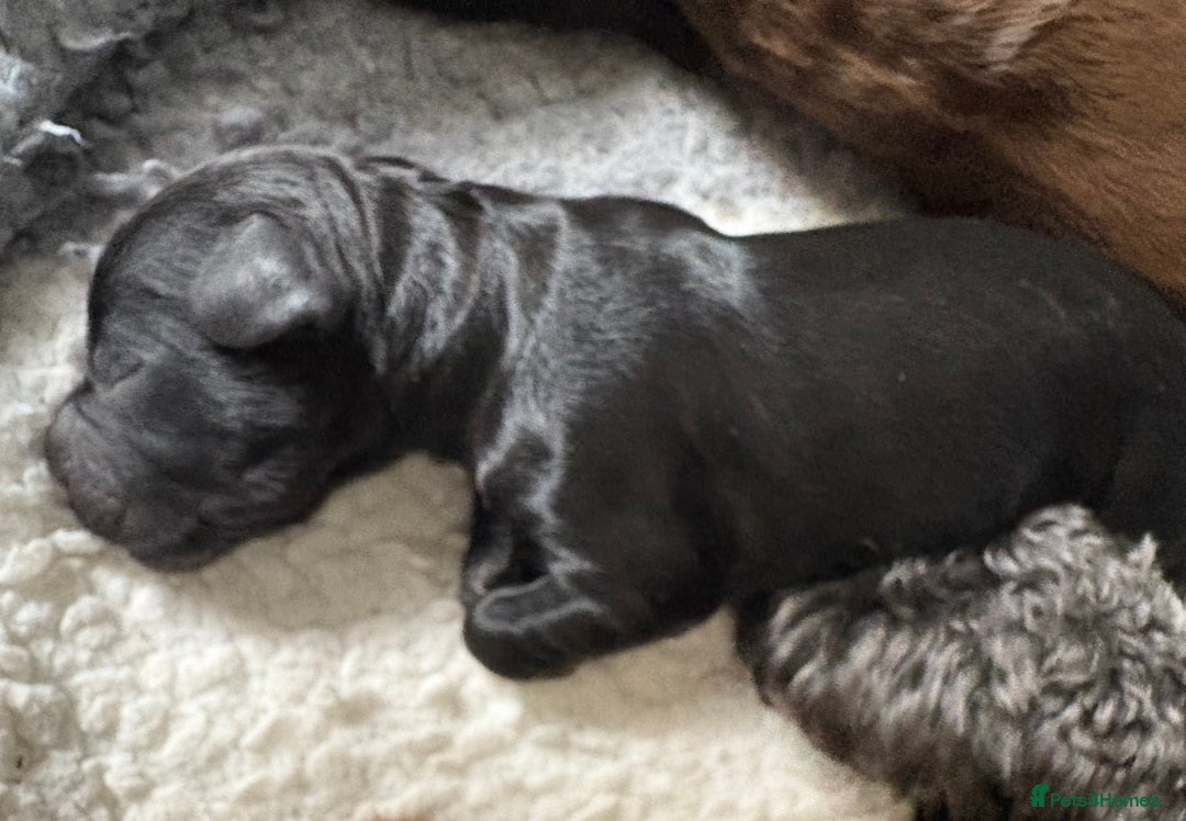 Cockapoo dogs for sale: 🐾Beautiful F2 Cockapoo puppies 🐾 - Image 7