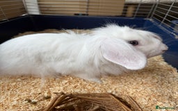 Lionhead rabbits for sale: Rabbit  - Image 5