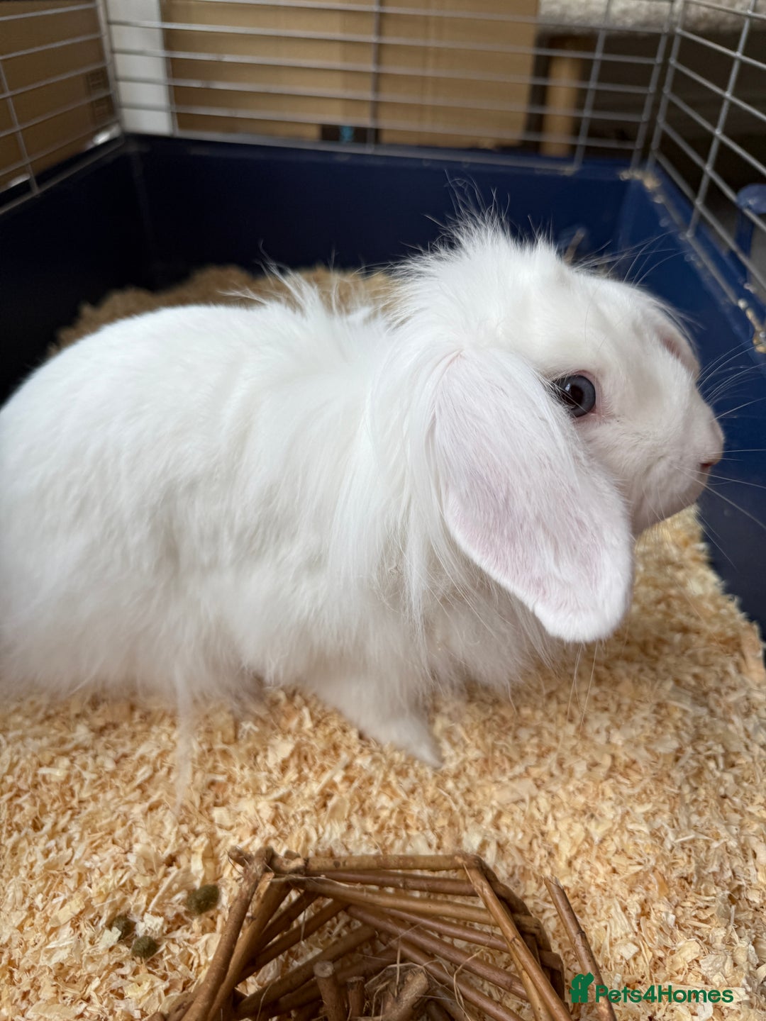 Lionhead rabbits for sale: Rabbit  - Image 5