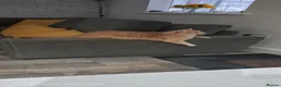 Mixed Breed cats for sale: Cream And Ginger Cat - Advert 8