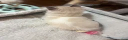 Ragdoll cats for sale: Last ragdoll boy - Advert 2
