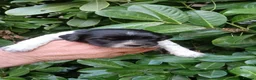 Mixed Breed dogs for sale: Fen-Spaniel litter for sale  - Advert 11