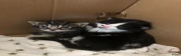 Mixed Breed cats for sale: Kittens looking for lovely home  - Advert 6