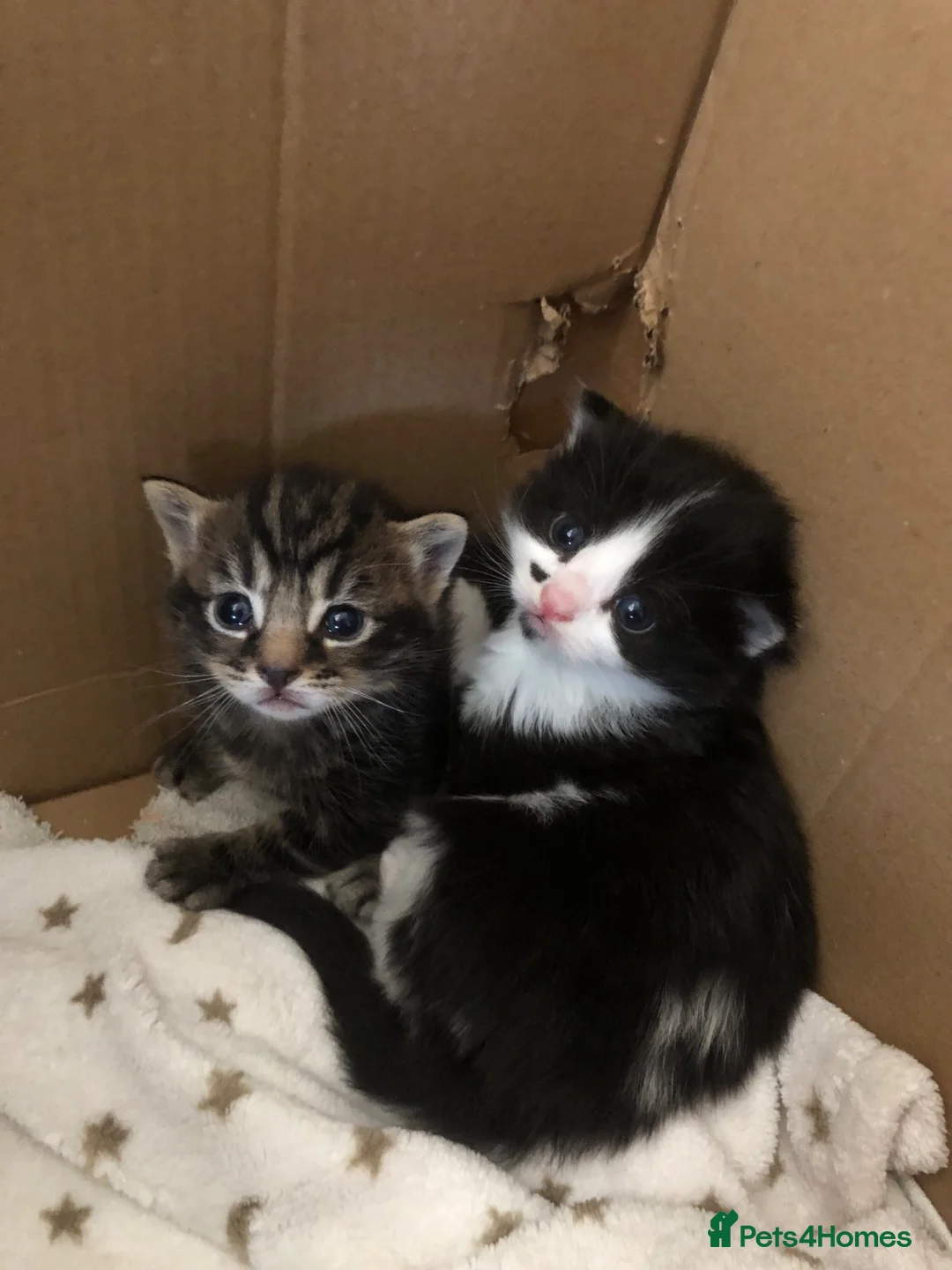 Mixed Breed cats for sale: Kittens looking for lovely home  - Advert 6