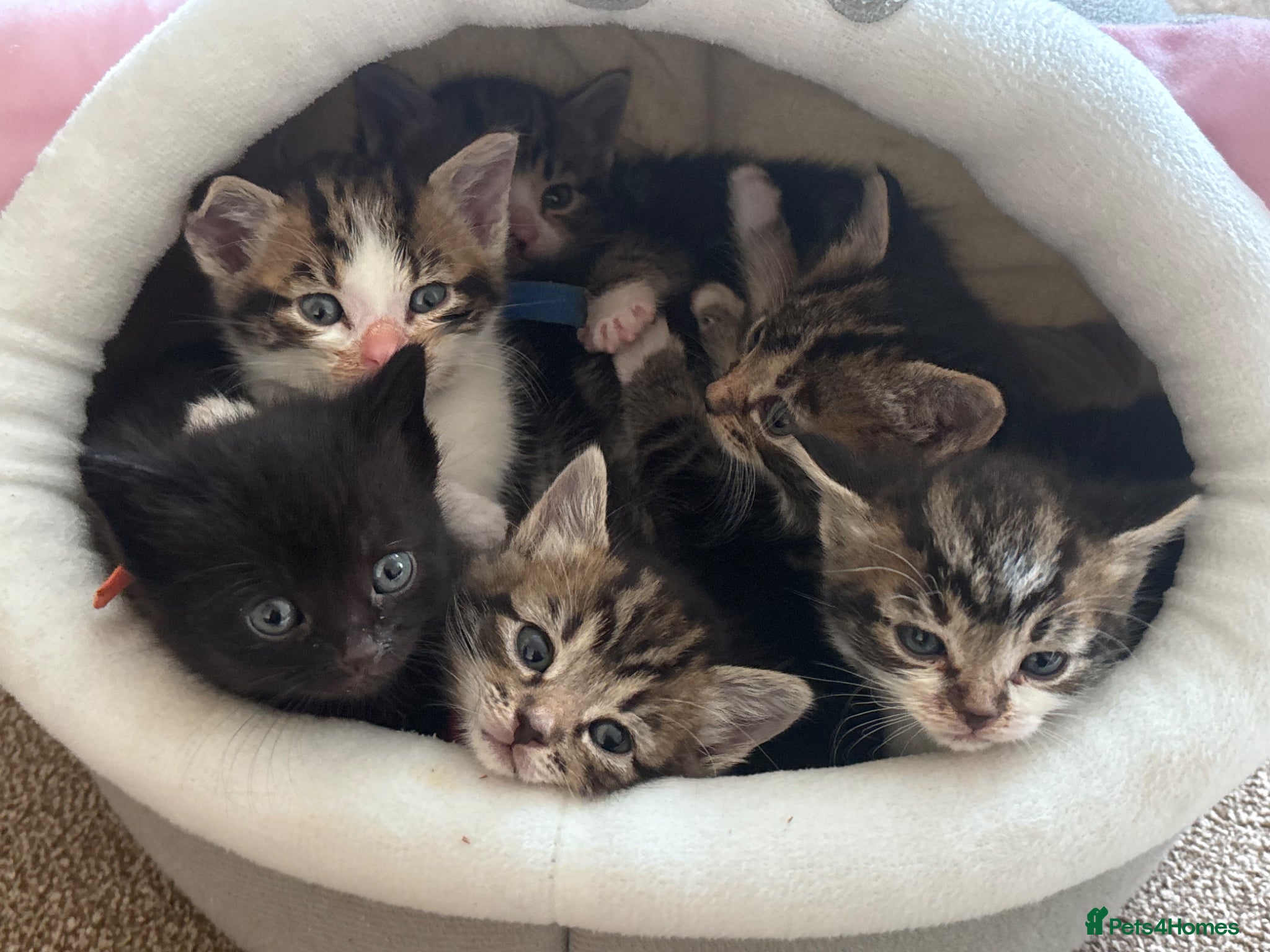 British Shorthair cats 5 beautiful kittens for sale  - Advert 7