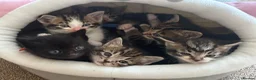 British Shorthair cats for sale: 5 beautiful kittens for sale  in Thatcham - Advert 2