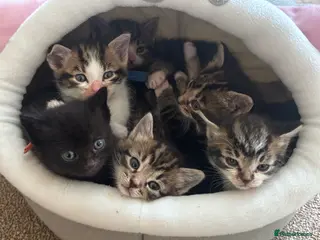 British Shorthair cats 5 beautiful kittens for sale - Advert 2