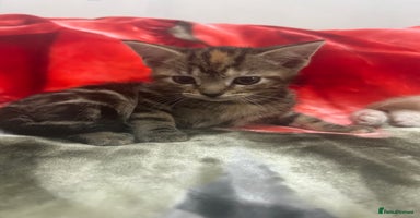 Mixed Breed cats - Advert 14