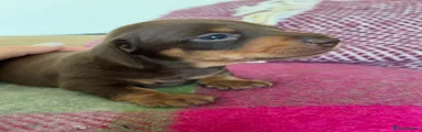 Dachshund 3