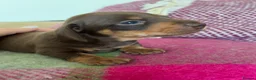 Dachshund dogs for sale: Beautiful Dachshund Puppies - Advert 3