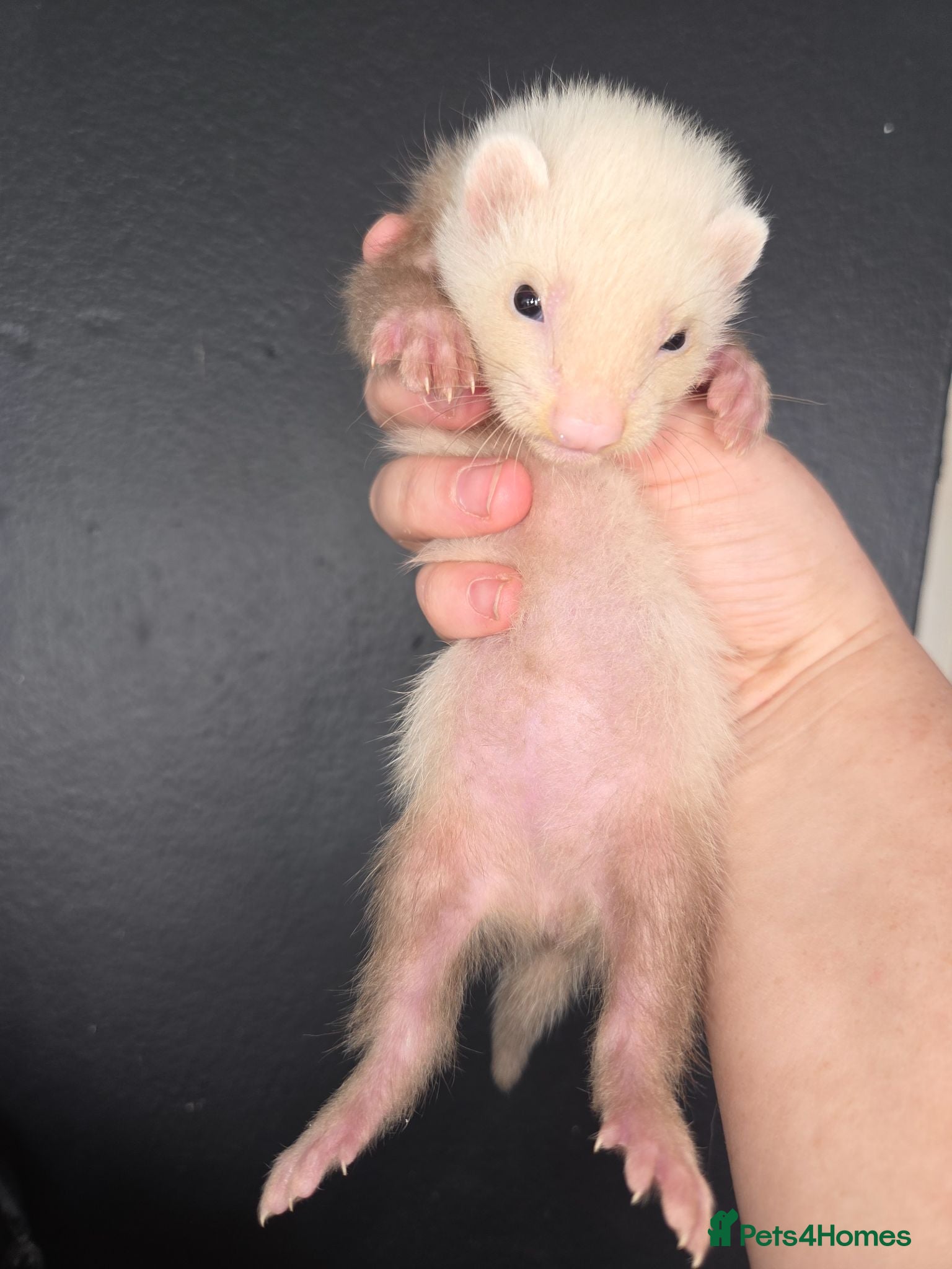 Ferret rodents Jill kit looking for new home - Advert 1