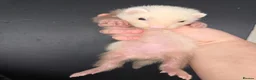 Ferret rodents for sale: Jill kit looking for new home - Advert 1