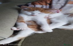 Mixed Breed cats for sale: Two lovely boys looking for their forever homes  - Image 3