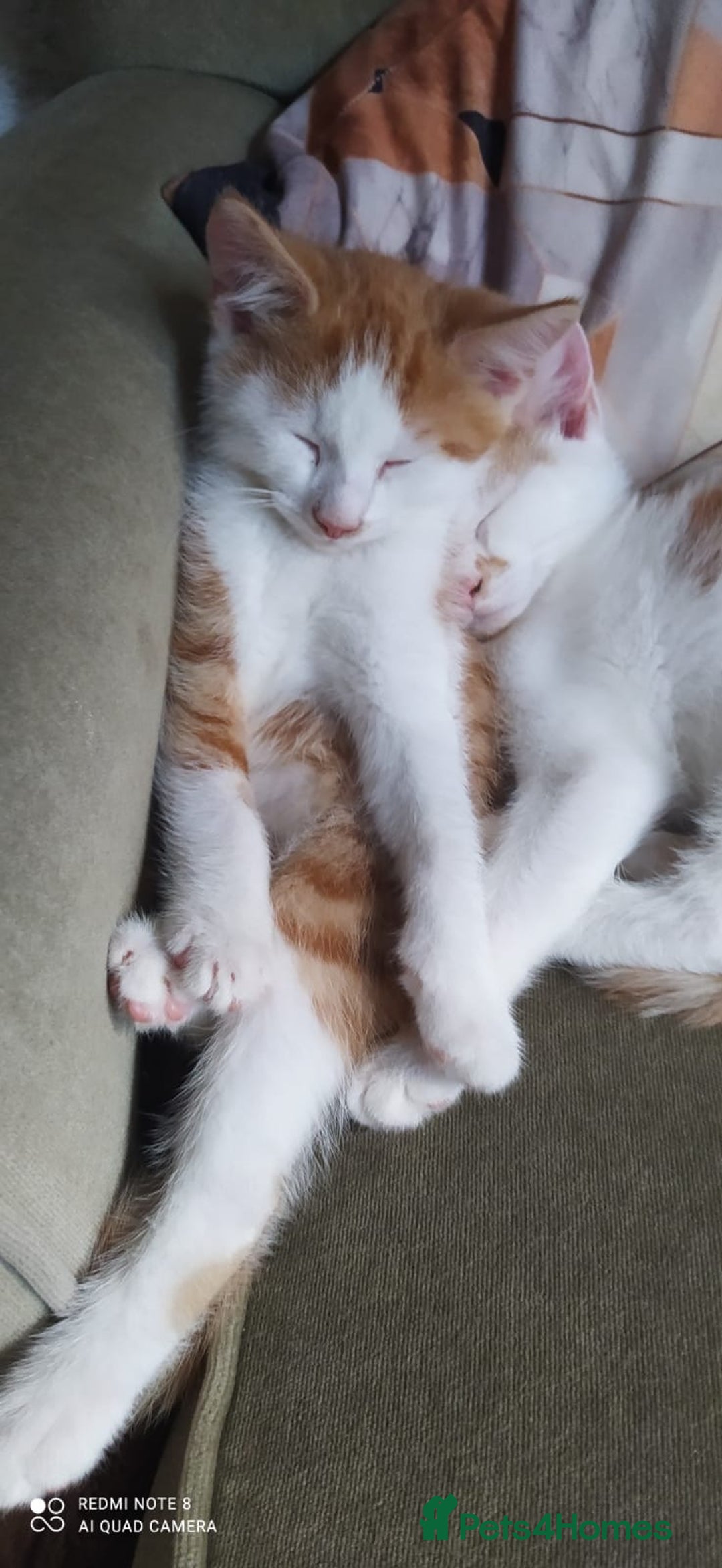 Mixed Breed cats for sale: Two lovely boys looking for their forever homes  - Image 3