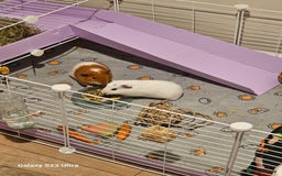 Guinea Pig rodents for sale: 2 male guineapigs - Image 1