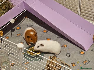 Guinea Pig rodents 2 male guineapigs - Advert 16