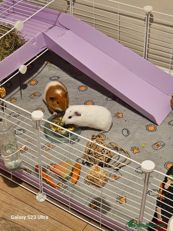 Guinea Pig rodents - Advert 1