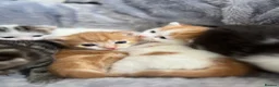 Mixed Breed cats for sale: 5 mixed breed kittens looking for a forever home - Advert 21