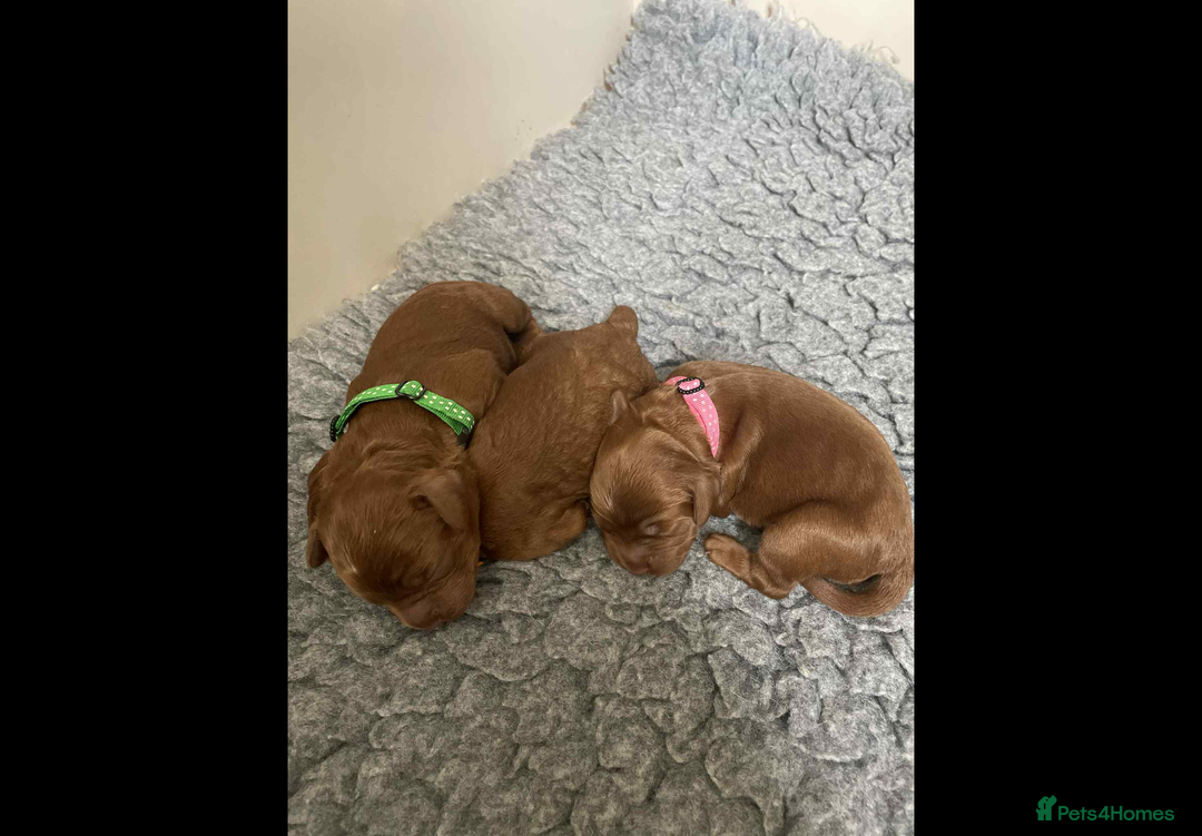 Cockapoo dogs for sale: American cockapoo - Image 7