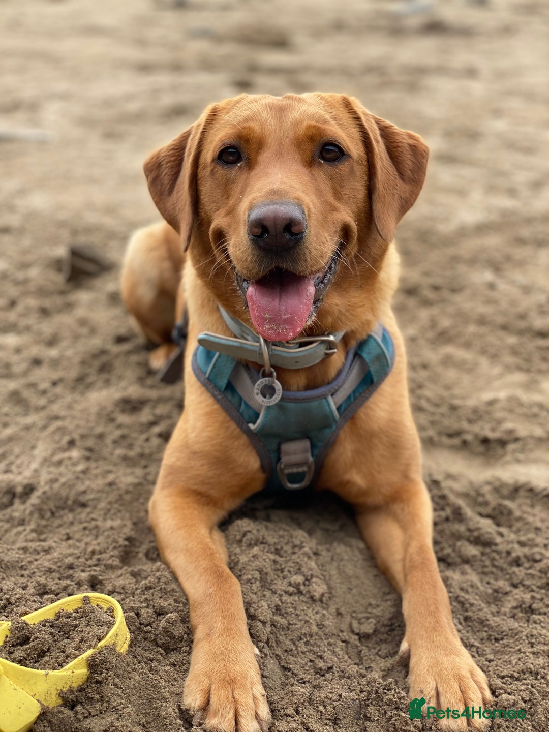 Labrador Retriever dogs for sale: DUE MID-JANUARY. Fox Red Labrador puppies.  - Advert 27