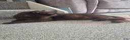 British Longhair cats for sale: GCCF Registered Beautifiul Retired Chocolate Lady - Advert 7