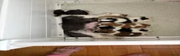 Shih Tzu dogs for sale: Show line pedigree Shih Tzu  - Advert 5