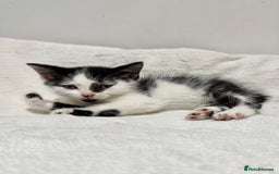 Mixed Breed cats for sale: Kittens for Sale !! - Image 13