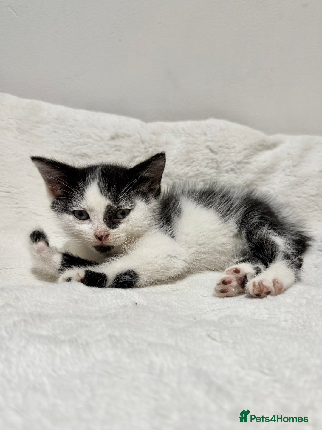 Mixed Breed cats for sale: Kittens for Sale !! - Image 13