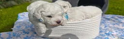 Bichon Frise dogs for sale: Sweet Bichon Frise puppies- Champion Bloodline - Advert 6