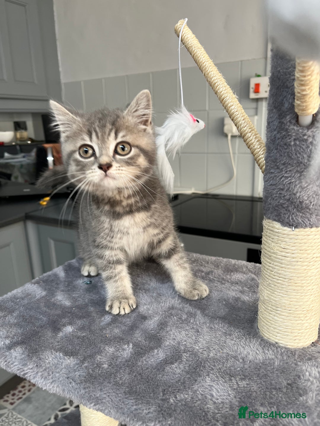 British Shorthair cats for sale: Stunning pure British shorthaired kittens - Image 17