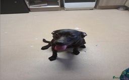 Mixed Breed dogs for sale: Cane corso cross presa  - Image 1