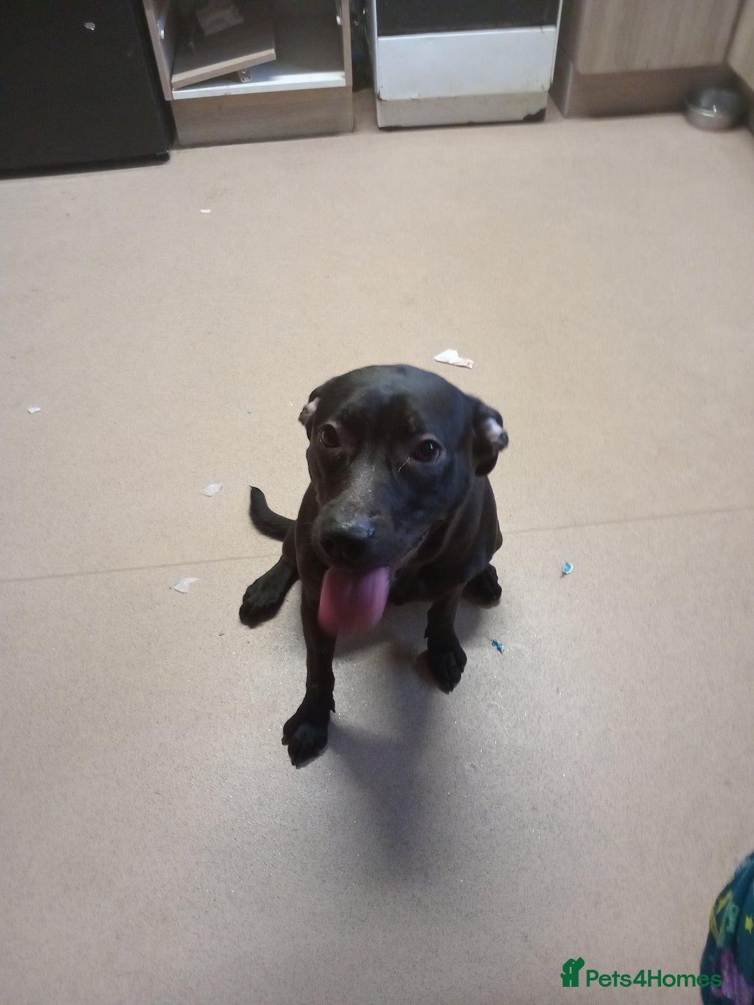 Mixed Breed dogs for sale: Cane corso cross presa  - Image 1