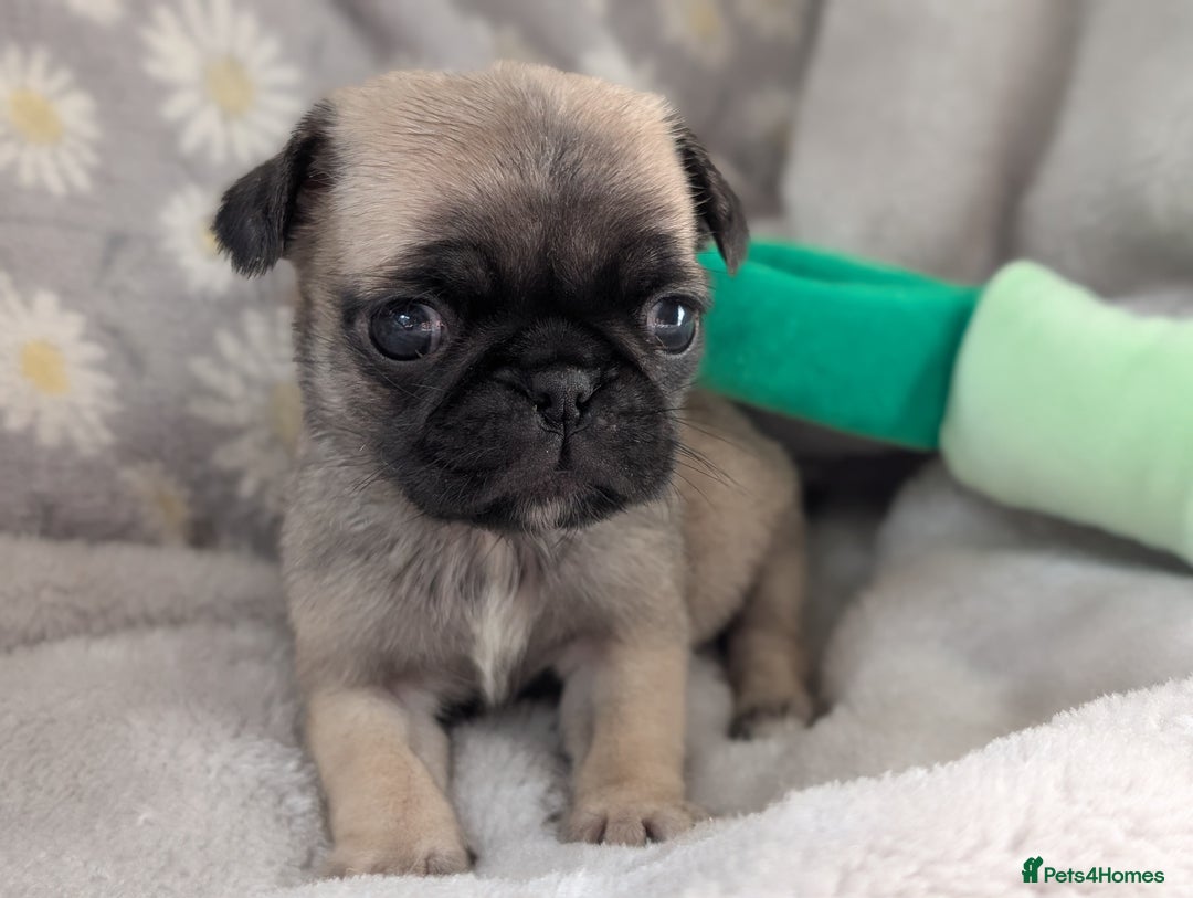 Pug dogs for sale: Quality PUG puppies. Fawn.Black and Blue/Tan - Image 12
