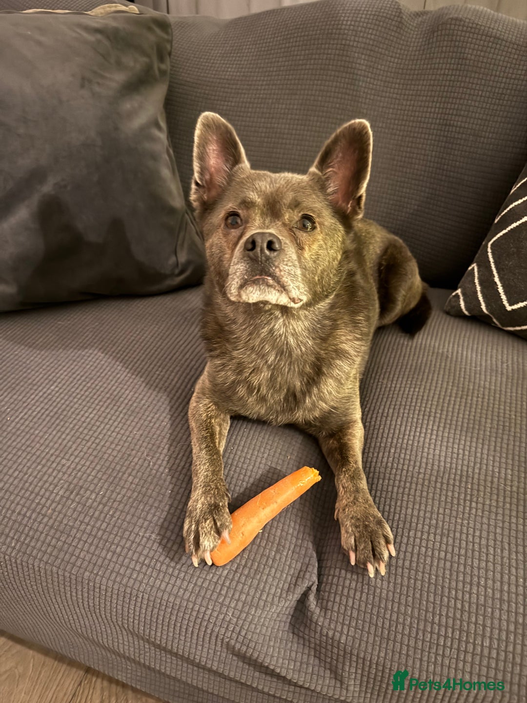 Mixed Breed dogs for sale: Ronnie  - Advert 24