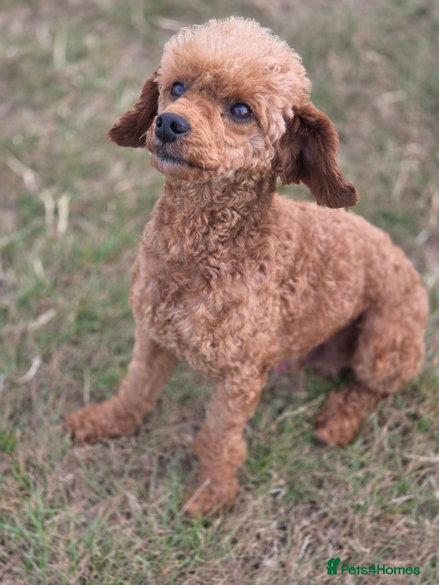 Toy Poodle dogs Red toy poodle boy - Advert 4
