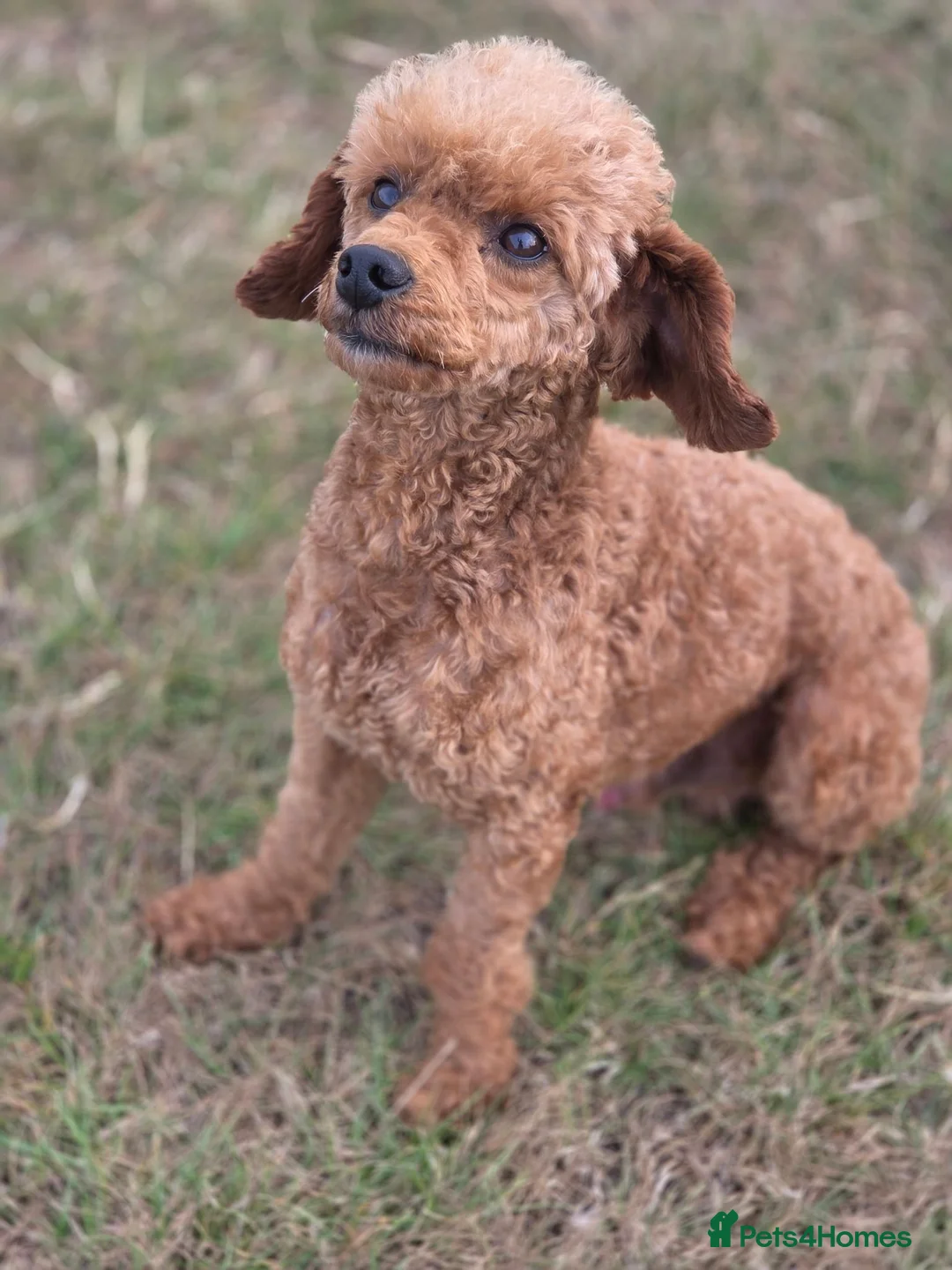 Toy Poodle dogs for sale: Red toy poodle boy - Advert 1
