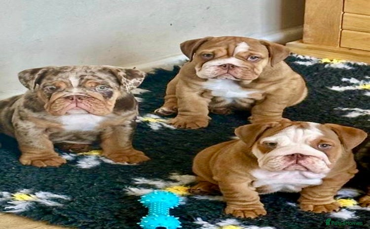 English Bulldog dogs - Advert 6