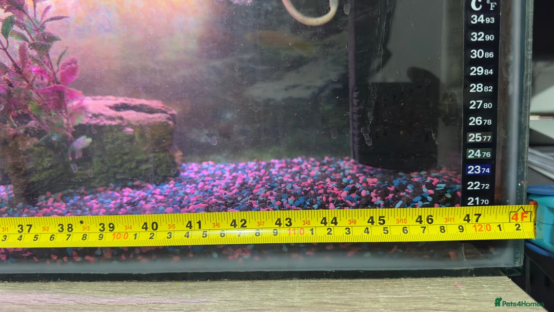 Other/Mixed Breed fish for sale: Fish tank and 3 fish for sale  - Image 5