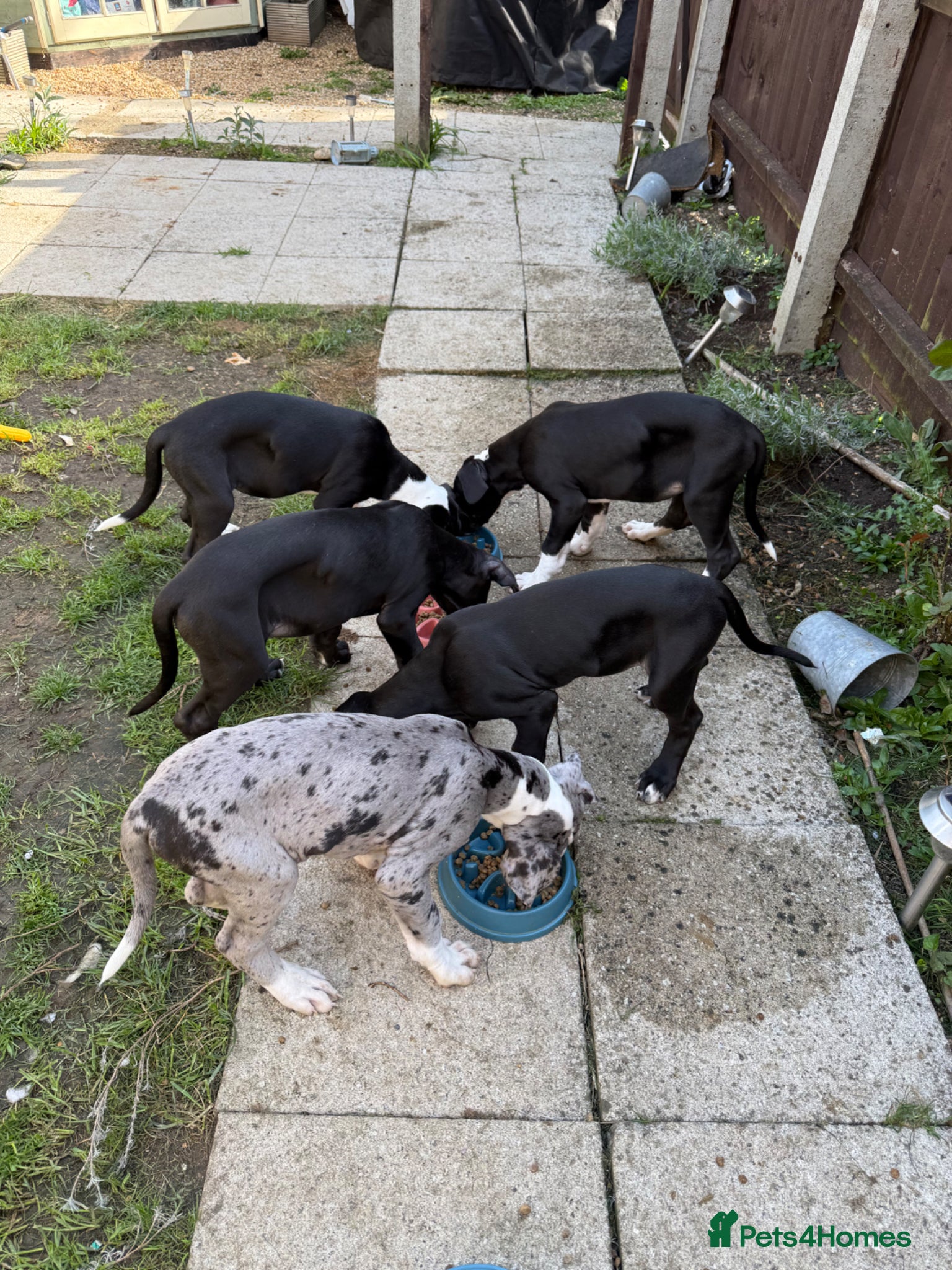 Great Dane dogs Last 3 remaining stunning Great Dane puppies - Advert 1